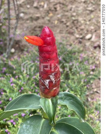 Red Button Ginger with Orange Bloom and Ants Red Button Ginger with Orange Bloom and Ants 140777050