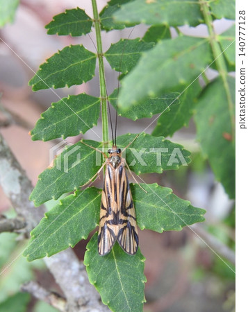 A caddisfly (Oshima caddisfly) perched on a sansho leaf. A caddisfly (Oshima caddisfly) perched on a sansho leaf. 140777128