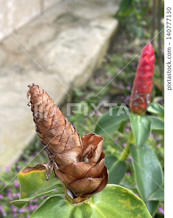 Red Button Ginger Flower Contrast of Fresh and Withered Bloom Red Button Ginger Flower Contrast of Fresh and Withered Bloom 140777130