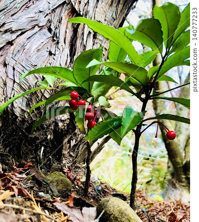 在一棵高大茂密的樹幹底部，翠綠的紫金牛（Ardisia crenata）葉子與鮮紅的紫金牛（Ardisia crenata）漿果交織在一起。 140777233