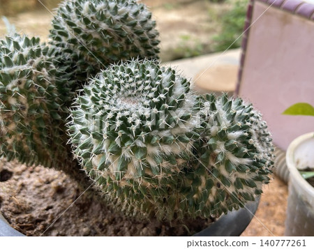 Mammillaria karwinskiana Cactus in Black Pot Mammillaria karwinskiana Cactus in Black Pot 140777261