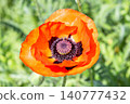 Bright orange poppy flower blooms in a garden during spring season 140777432