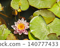 Water lily blooms on a pond amid green lily pads surrounded by nature during daytime 140777433