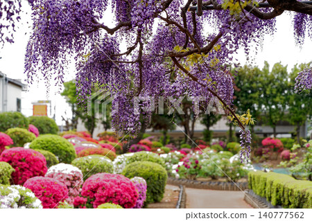 Beautiful wisteria flowers in full bloom Beautiful wisteria flowers in full bloom 140777562