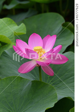 Oga蓮花 Oga蓮花 140777629
