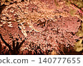Illuminated cherry blossoms at night 140777655