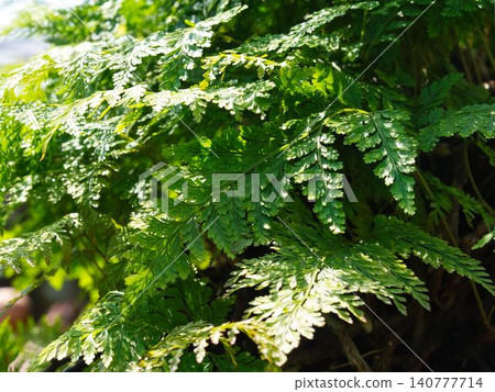 Fern Fern 140777714