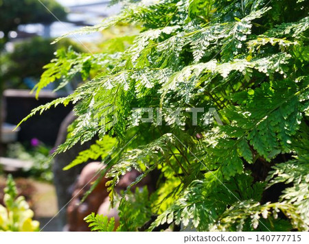 Light fern fern Light fern fern 140777715