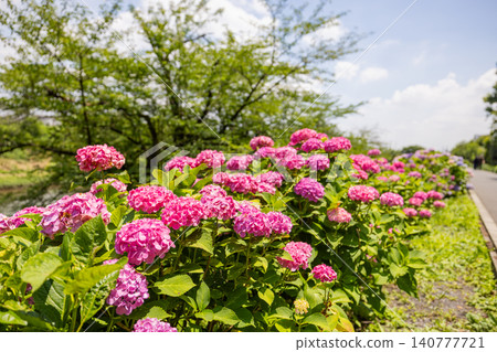 Shiki Shingashi River Hydrangea Road Shiki Shingashi River Hydrangea Road 140777721