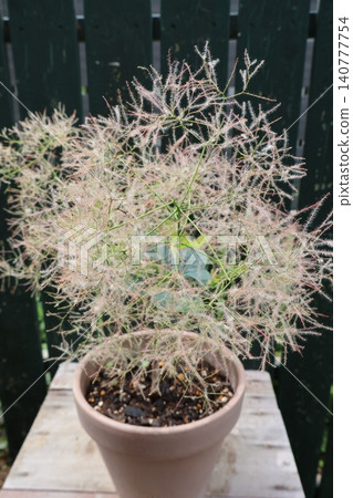 A small smoke tree in its second year A small smoke tree in its second year 140777754