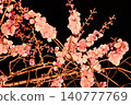 Cherry blossoms illuminated at night, weeping cherry trees 140777769