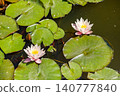 Water lilies float on a pond with green leaves in a sunny environment during the day 140777840