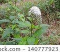 珍珠菜 140777923