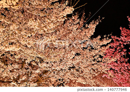Illuminated cherry blossoms at night Illuminated cherry blossoms at night 140777946
