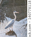 A heron searching for fish in the river 140778118