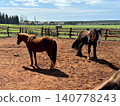 A brown horse standing in the grassland 140778243