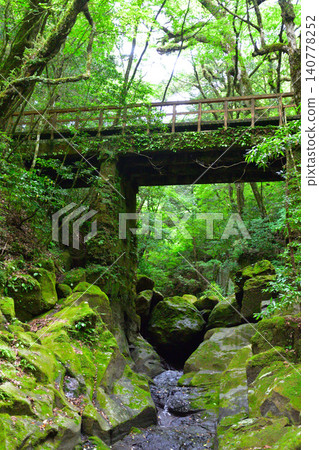 Summer, Kikuchi Valley, Hirogawara Bridge 140778252