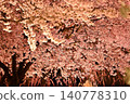 Weeping cherry trees illuminated at night 140778310