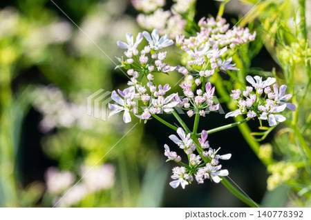 香菜花和柔嫩的木瓜花 香菜花和柔嫩的木瓜花 140778392