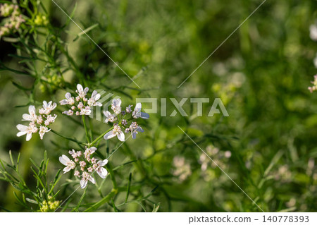 Pale pink coriander flowers (macro) Pale pink coriander flowers (macro) 140778393
