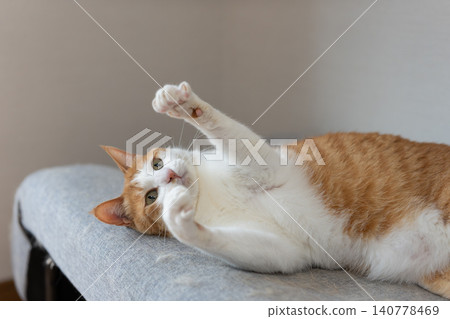 A cat playing with a toy Brown tiger white A cat playing with a toy Brown tiger white 140778469