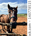 Cute horses in Hawaii 140778515