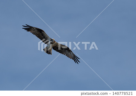 Flying Flying Osprey Flying Flying Osprey 140778521