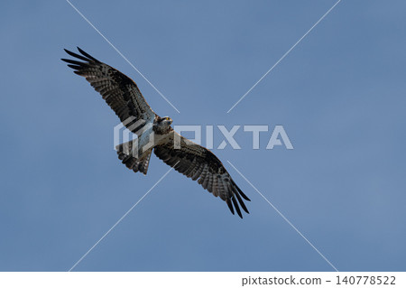 Flying Flying Osprey Flying Flying Osprey 140778522