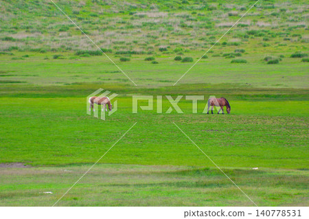 Grazing horses in Aso, Kusasenrigahama Grazing horses in Aso, Kusasenrigahama 140778531