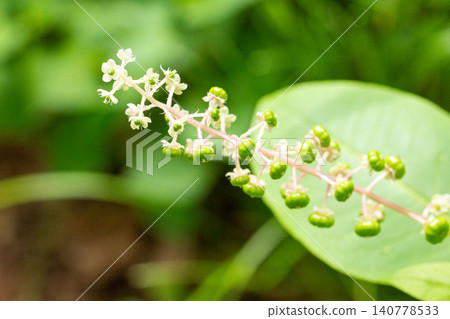 美洲商陸（Phytolacca americana）的花和幼果。 140778533