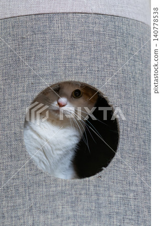 A cat sticking its head out of the cat tower Brown tiger white A cat sticking its head out of the cat tower Brown tiger white 140778538