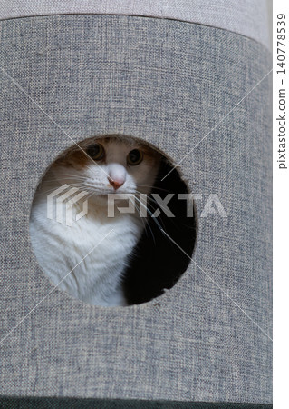 A cat sticking its head out of the cat tower Brown tiger white A cat sticking its head out of the cat tower Brown tiger white 140778539