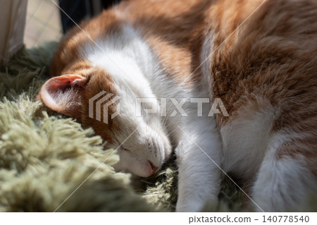 Sleeping cat brown tiger white Sleeping cat brown tiger white 140778540