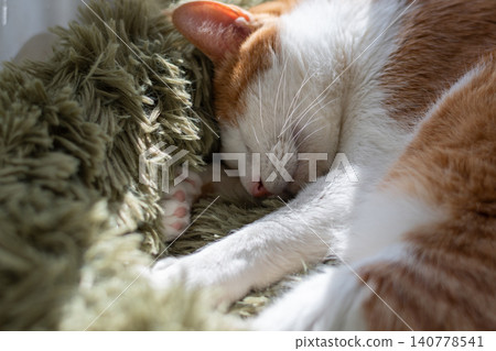 Sleeping cat brown tiger white Sleeping cat brown tiger white 140778541
