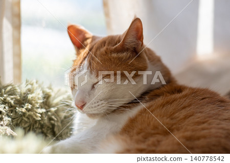 Sleeping cat brown tiger white 140778542