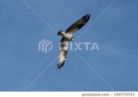 Flying Flying Osprey Flying Flying Osprey 140778543