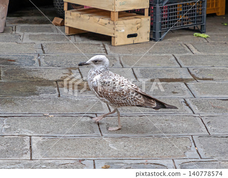 Seagull on pavement in city Seagull on pavement in city 140778574