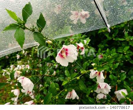 一片由雨傘和花朵構成的風景 一片由雨傘和花朵構成的風景 140778617