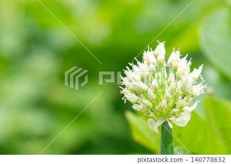 盛開的洋蔥花（洋蔥頭）的微距攝影 140778632