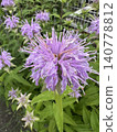 Light purple bergamot 140778812