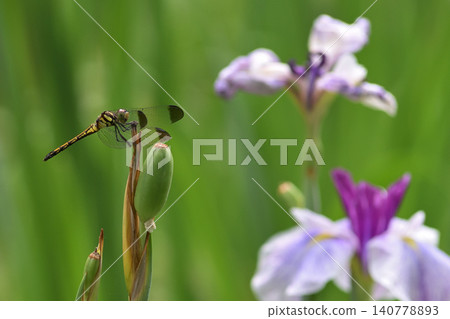 蜻蜓棲息在虹膜上 蜻蜓棲息在虹膜上 140778893