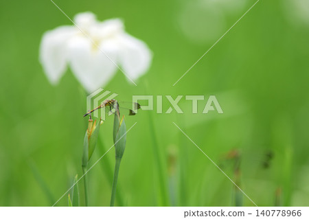 A dragonfly perched in front of a white iris flower. 140778966