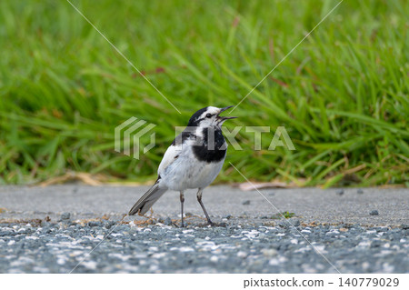 A cute little bird perched on the park's walkway and the fresh green grass. A cute little bird perched on the park's walkway and the fresh green grass. 140779029