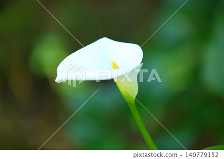 Liberated sea yam, horseshoe lotus, Guanyin lotus, water yam, white sea yam, Buddha's yam, wild yam, fragrant yam, sea yam lily, ci lily flower Liberated sea yam, horseshoe lotus, Guanyin lotus, water yam, white sea yam, Buddha's yam, wild yam, fragrant yam, sea yam lily, ci lily flower 140779152