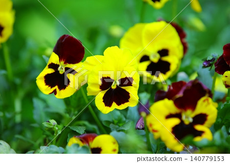 Three-colored violet, three-colored violet, white butterfly flower, three-colored purple violet flower, three-colored purple violet flower, three-colored purple violet flower, three-colored violet flower, three-colored violet flower, three-colored violet flower, three-colored violet flower, three-colored violet flower, three-colored violet flower, three-colored violet flower, three-colored violet flower, three-colored violet flower, three-colored violet flower, three-colored violet flower, three-colored violet flower, three-colored violet flower, three-colored violet flower, katemori flower, demon flower, 貓兒臉 Three-colored violet, three-colored violet, white butterfly flower, three-colored purple violet flower, three-colored purple violet flower, three-colored purple violet flower, three-colored violet flower, three-colored violet flower, three-colored violet flower, three-colored violet flower, three-colored violet flower, three-colored violet flower, three-colored violet flower, three-colored violet flower, three-colored violet flower, three-colored violet flower, three-colored violet flower, three-colored violet flower, three-colored violet flower, three-colored violet flower, katemori flower, demon flower, 貓兒臉 140779153