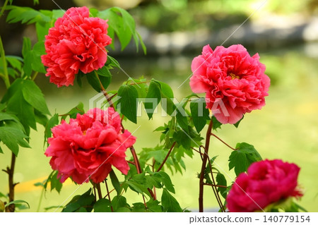 Open red peony flowers (wood peony, 100 gold peony, luoyang flower, fugui flower, noble flower, male red, prize flower, deer peony, white mushroom, rat gu) Open red peony flowers (wood peony, 100 gold peony, luoyang flower, fugui flower, noble flower, male red, prize flower, deer peony, white mushroom, rat gu) 140779154