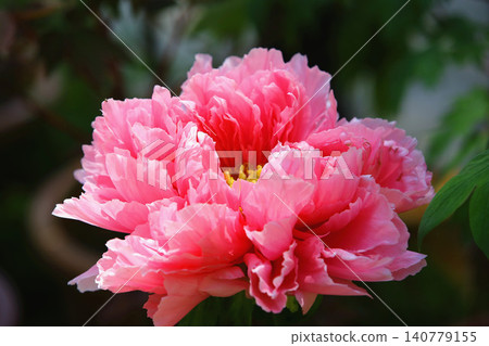 Brilliant powdery red peony flower Brilliant powdery red peony flower 140779155