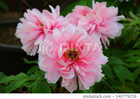 Brilliant powdery red peony flower Brilliant powdery red peony flower 140779156