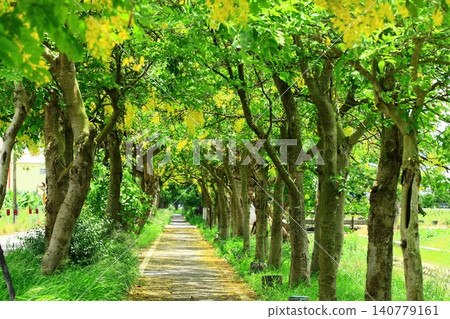 Abore flower (golden rain, golden peonage, Hassi sycamore pod, Brahmen syringe pod, long fruit tree, ox horn tree, 豬 intestine) tree view and walking path Abore flower (golden rain, golden peonage, Hassi sycamore pod, Brahmen syringe pod, long fruit tree, ox horn tree, 豬 intestine) tree view and walking path 140779161