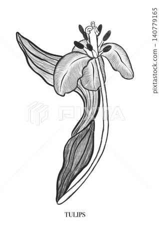 Tulip. Elegant tulip frame: hand drawn botanical illustration. Spring flowers. Invitation Tulip. Elegant tulip frame: hand drawn botanical illustration. Spring flowers. Invitation 140779165